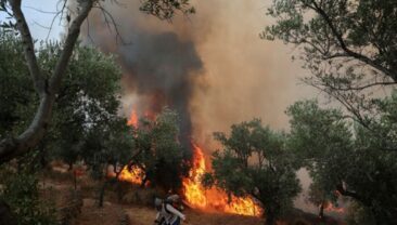Лісові пожежі в Європі: наслідки таEvакуація в Греції, Франції та Іспанії