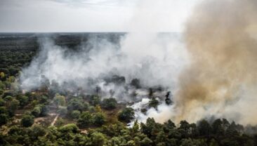 Лісовий пожежа в Нідерландах охопила 100 гектарів