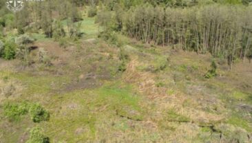 У Радомишлі виявили незаконну рубку 4300 дерев с ценних порід
