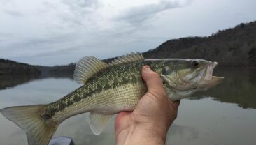 В Україні під загрозою зникнення: сім видів риб в наших водоемах