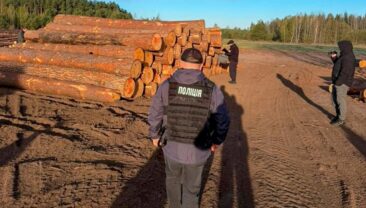 Волинські лісники викриті у незаконній вирубці дерев на 15 мільйонів гривень